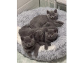pisicute-british-shorthair-crescute-cu-grija-small-0