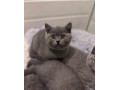 pisicute-british-shorthair-crescute-cu-grija-small-1