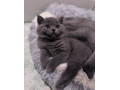 pisicute-british-shorthair-crescute-cu-grija-small-2