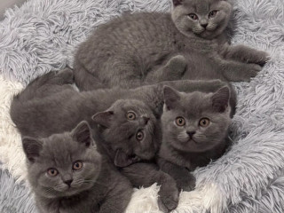 pisicute-british-shorthair-crescute-cu-grija