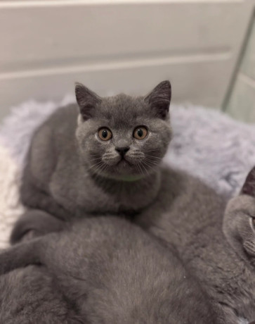 pisicute-british-shorthair-crescute-cu-grija-big-1