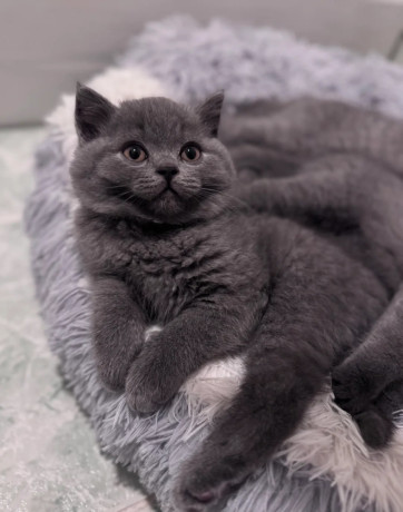pisicute-british-shorthair-crescute-cu-grija-big-2